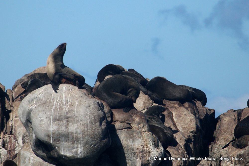 cape fur seal, whale watching, gansbaai, south africa