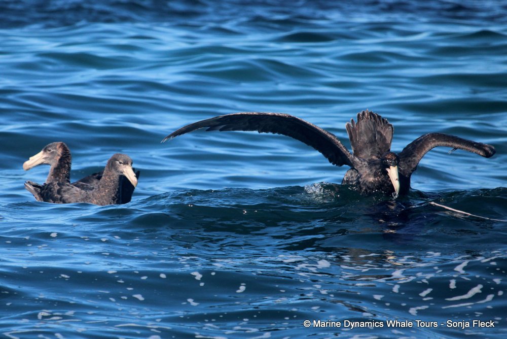 Giant Petrel, whale watching, gansbaai, south africa,