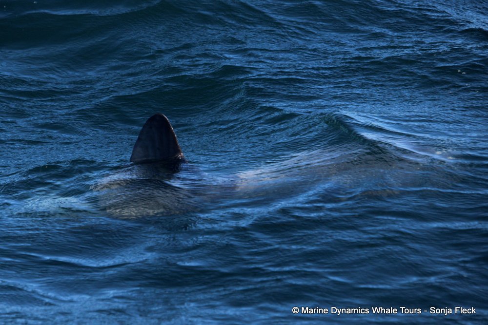 sunfish, whale watching, gansbaai, south africa,