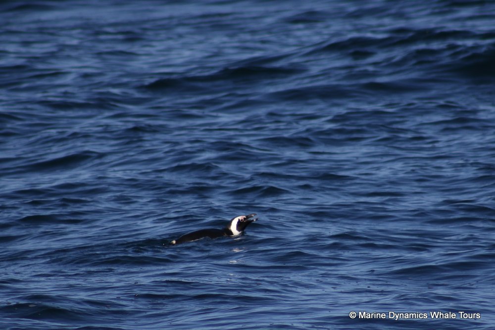 penguins, whale watching, gansbaai, south africa,