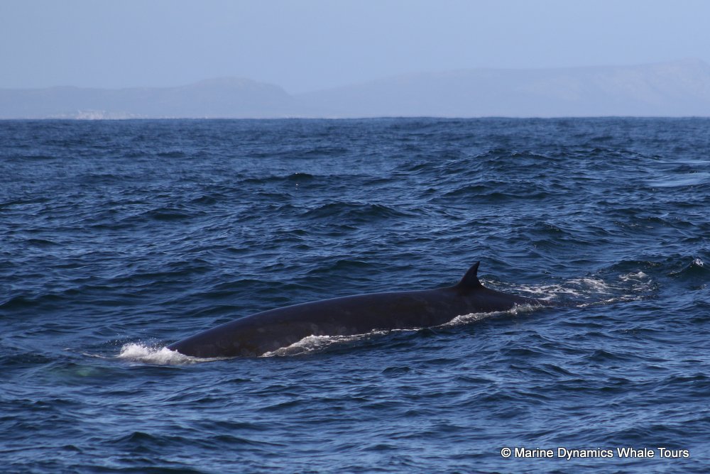 bryde's whale, whale watching, gansbaai, south africa,