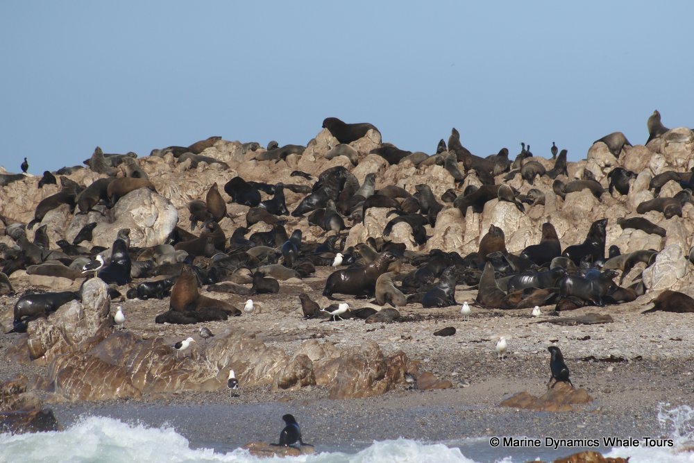 cape fur seal, whale watching, gansbaai, south africa
