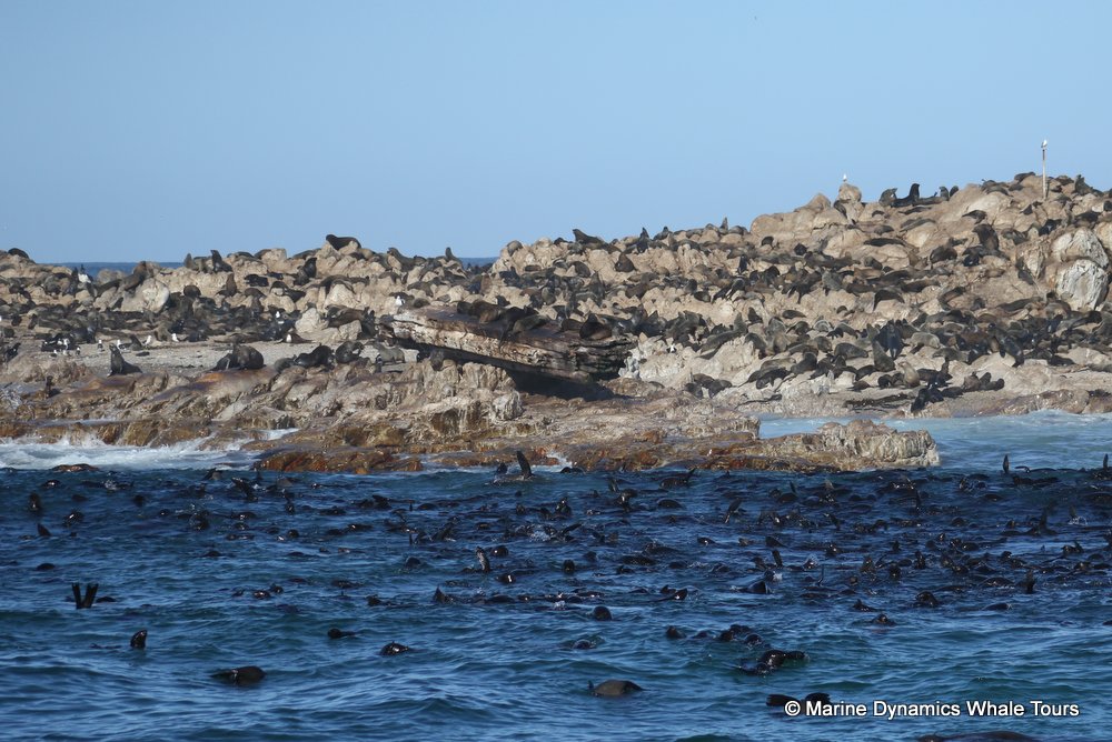 cape fur seal, whale watching, gansbaai, south africa