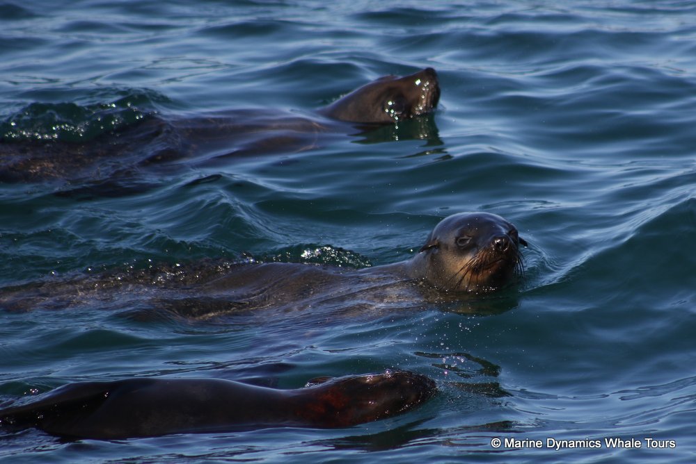 cape fur seal, whale watching, gansbaai, south africa