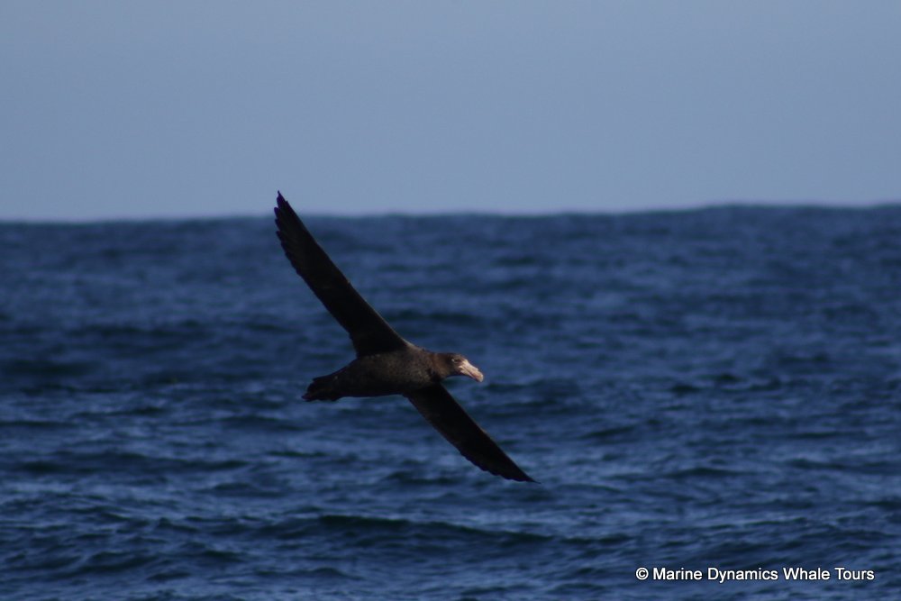 giant petrel, whale watching, gansbaai, south africa,