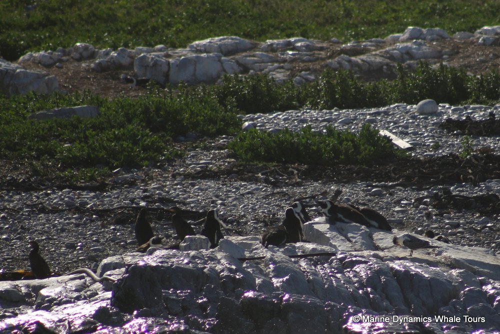 penguins, whale watching, gansbaai, south africa,