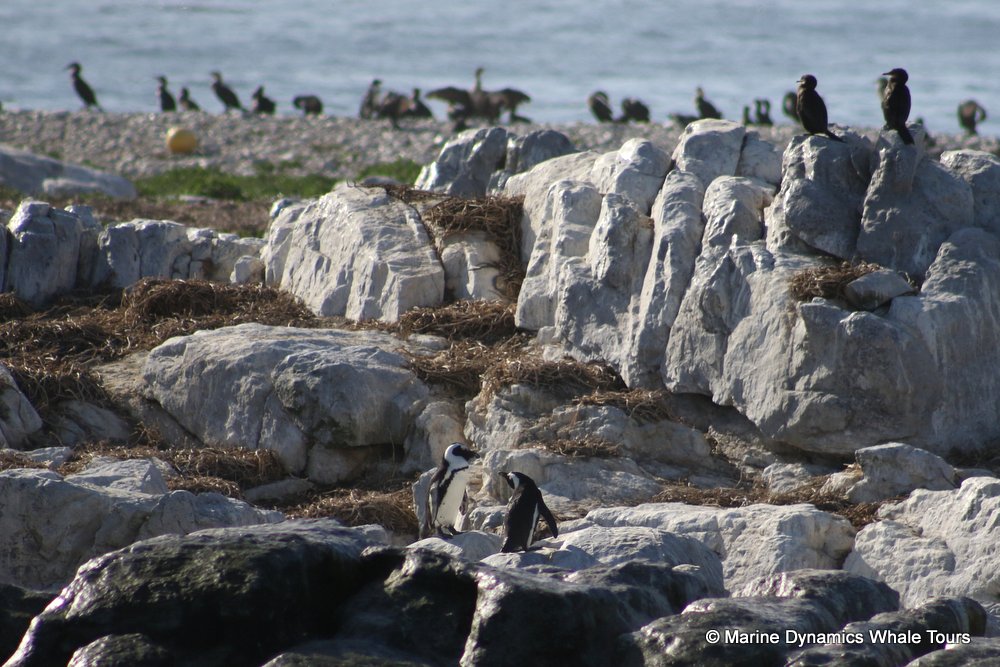 penguins, whale watching, gansbaai, south africa,