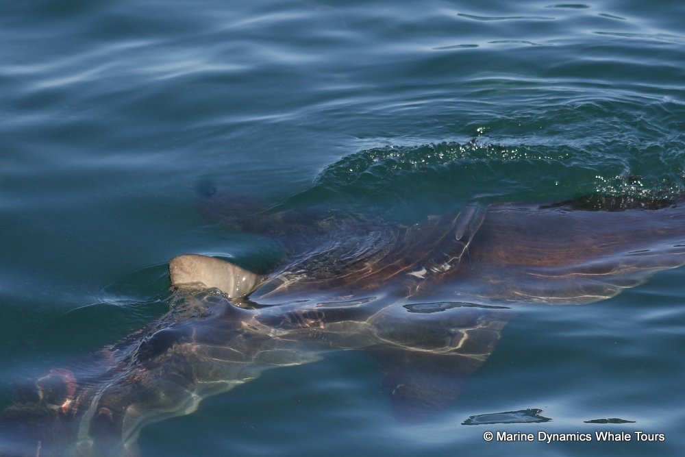 shark dorsal fin, whale watching, gansbaai, south africa,