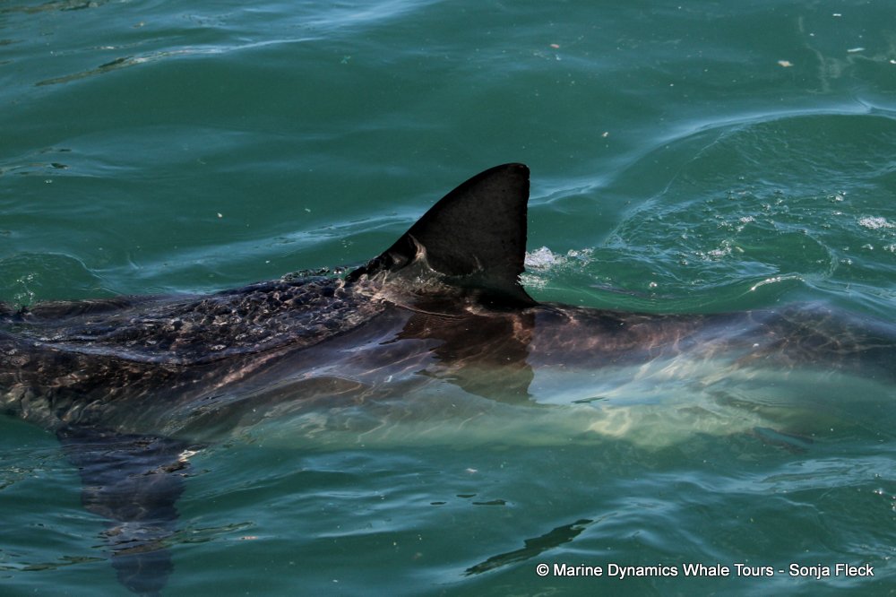 bronze whaler shark, whale watching, gansbaai, south africa,