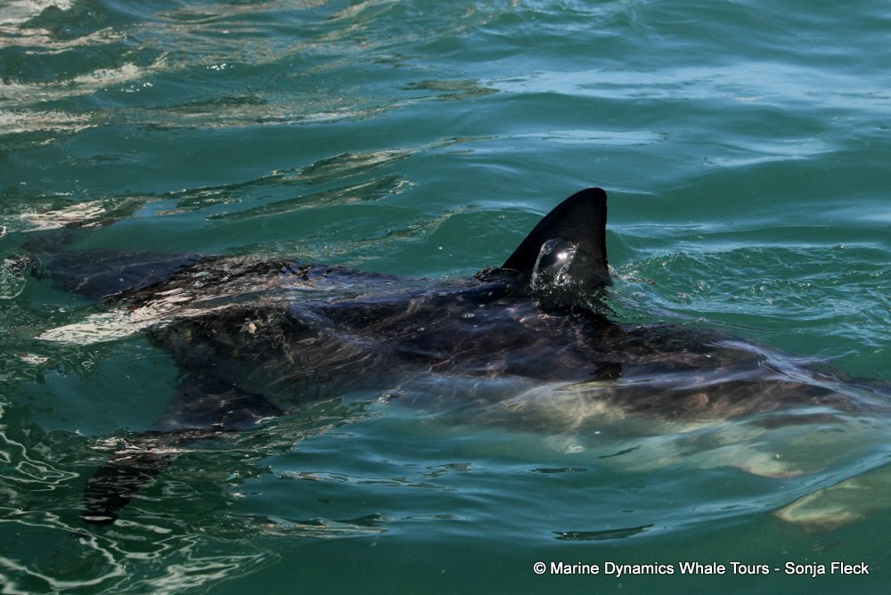 bronze whaler shark, whale watching, gansbaai, south africa,