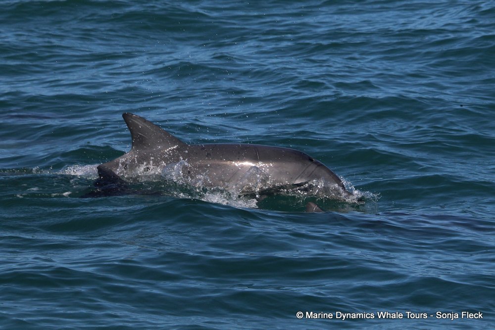 bottlenose dolphin Whale watching, South Africa, Gansbaai,