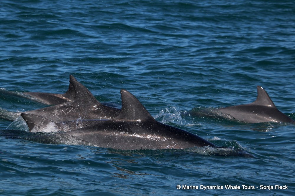 bottlenose dolphin Whale watching, South Africa, Gansbaai,