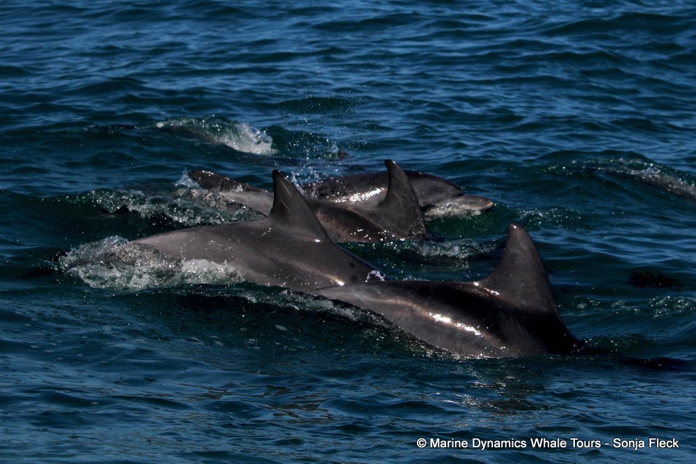 Marine Big 5 Daily Blog 16 April