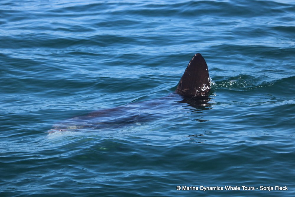 sunfish, whale watching, gansbaai, south africa