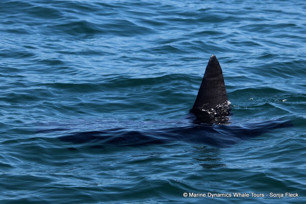 sunfish, whale watching, gansbaai, south africa