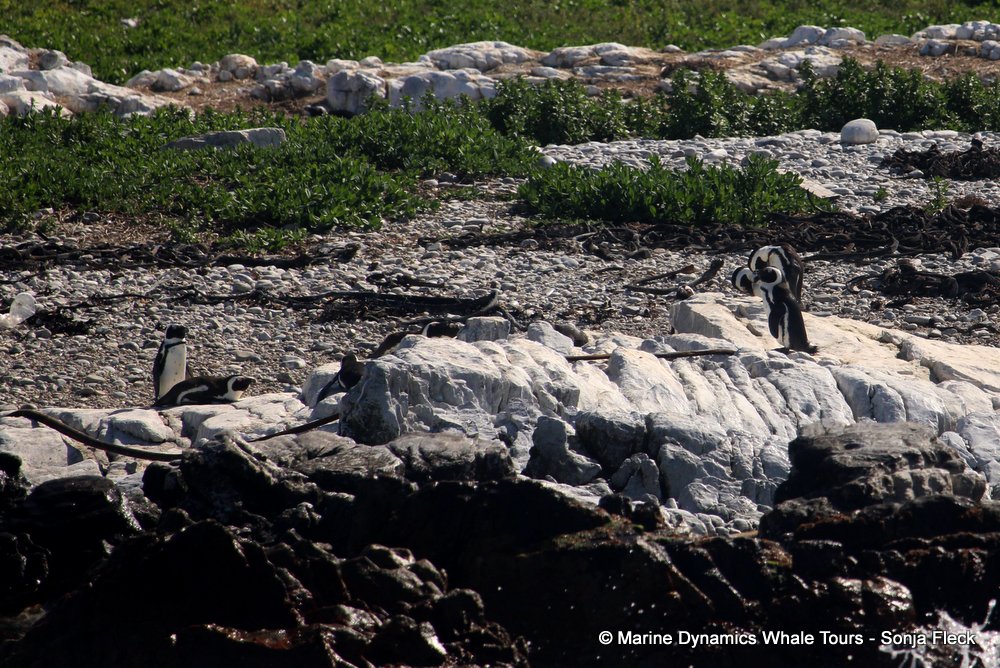 african penguin, whale watching, gansbaai, south africa