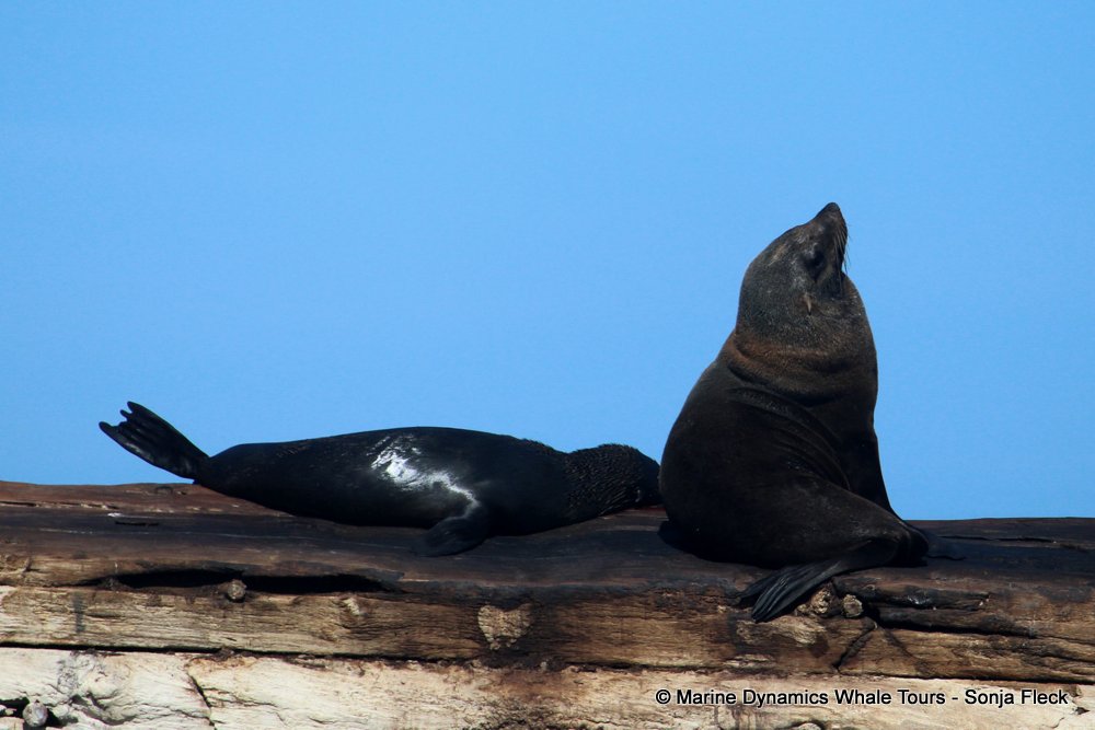 cape fur seal, whale watching, gansbaai, south africa
