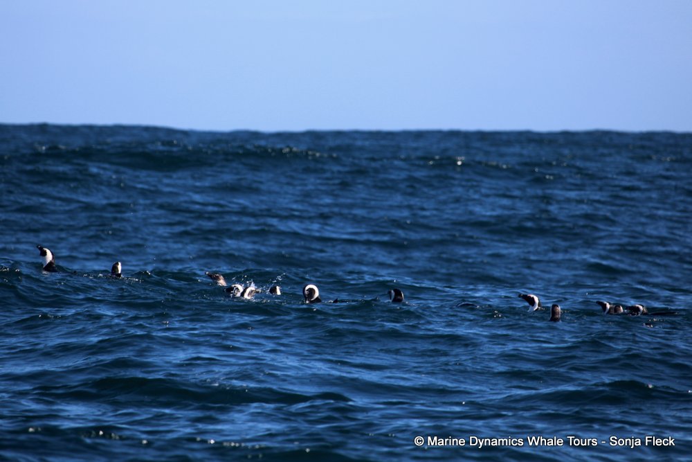 african penguin, whale watching, gansbaai, south africa