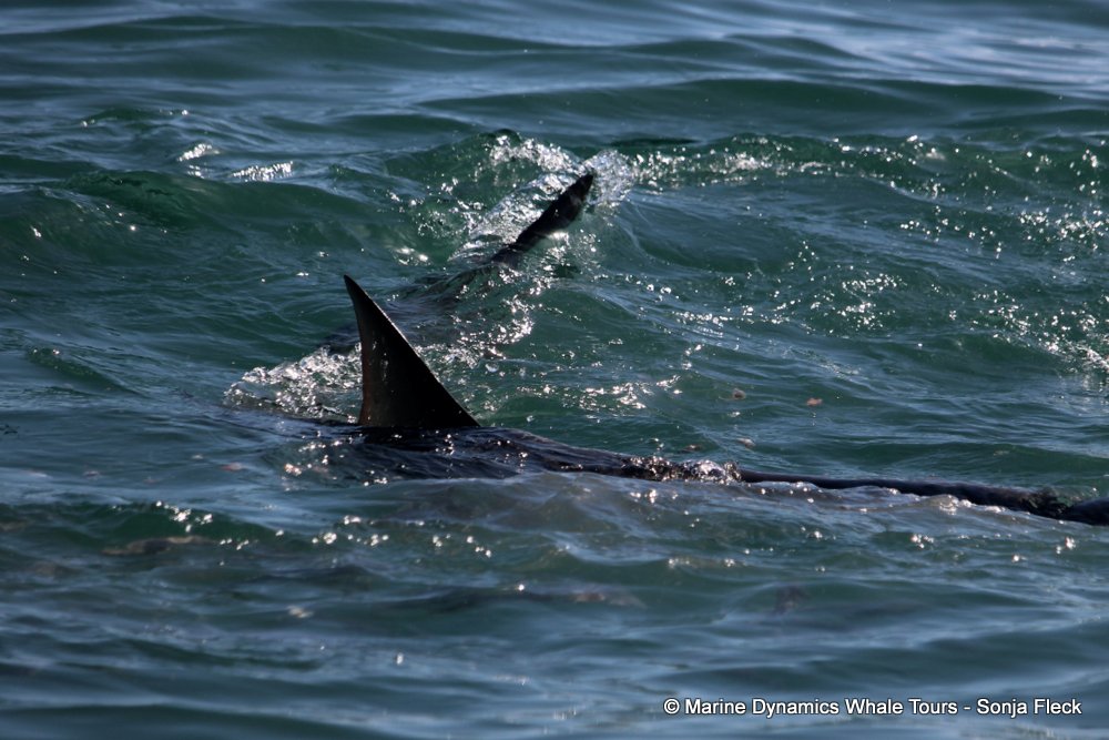 bronze whaler shark, whale watching, gansbaai, south africa,