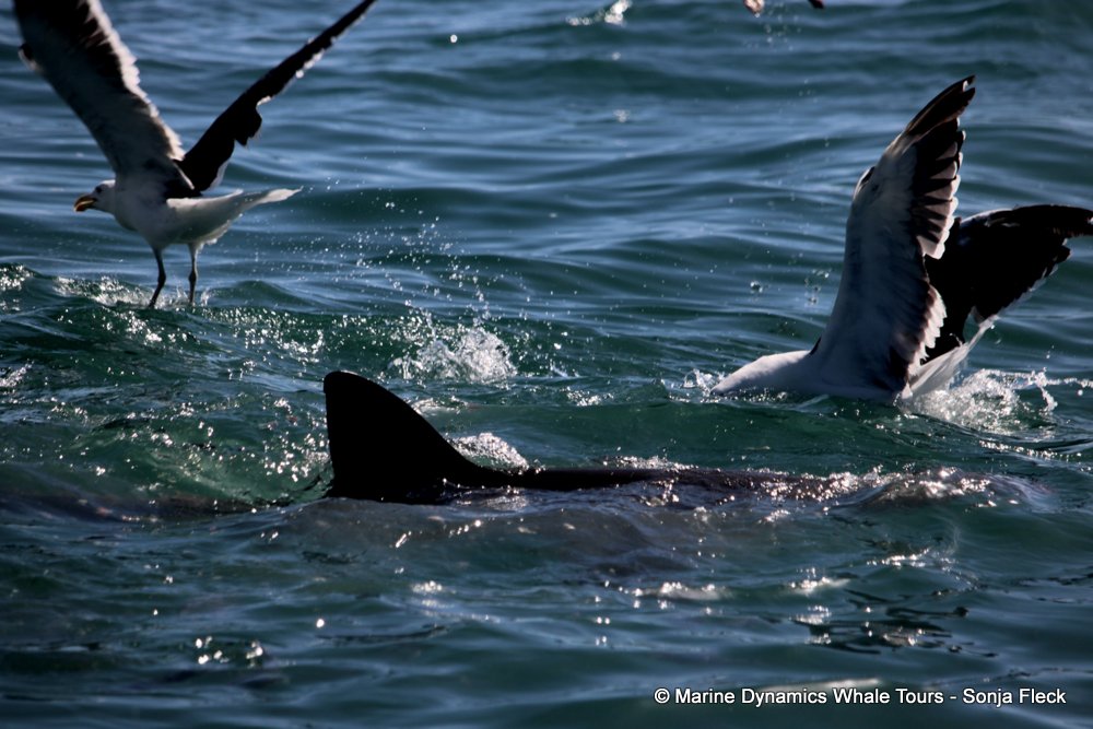 bronze whaler shark, whale watching, gansbaai, south africa,