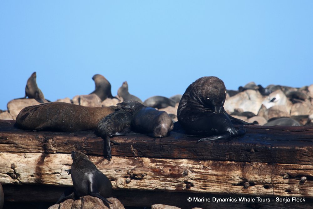 cape fur seal, whale watching, gansbaai, south africa