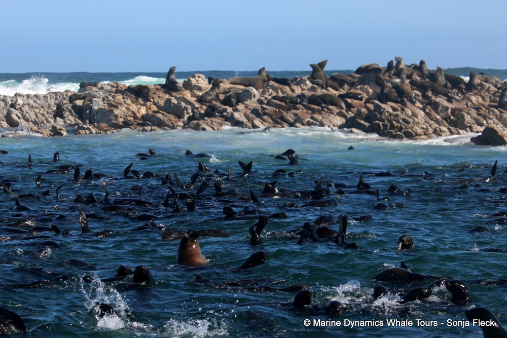cape fur seal, whale watching, gansbaai, south africa