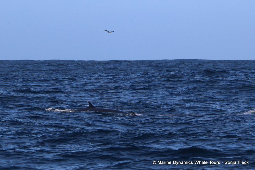 bryde's whale, whale watching, gansbaai, south africa,