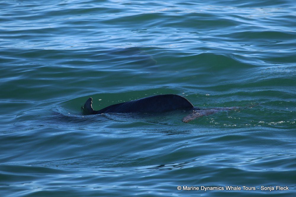 humpback dolphin, whale watching, gansbaai, south africa