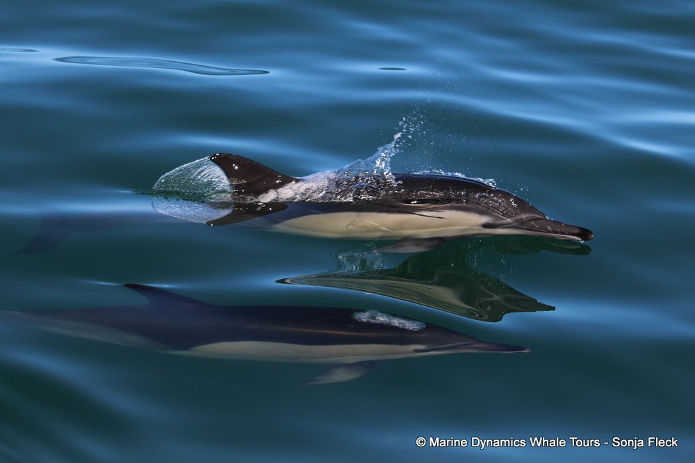 common dolphin, whale watching, gansbaai, south africa