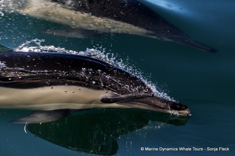 common dolphin, whale watching, gansbaai, south africa