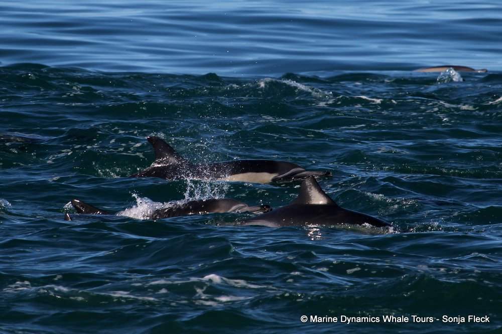 common dolphin, whale watching, gansbaai, south africa