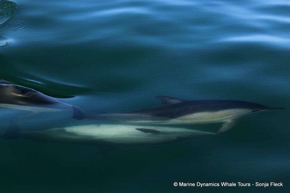 common dolphin, whale watching, gansbaai, south africa