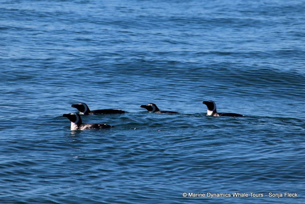 african penguin, whale watching, gansbaai, south africa