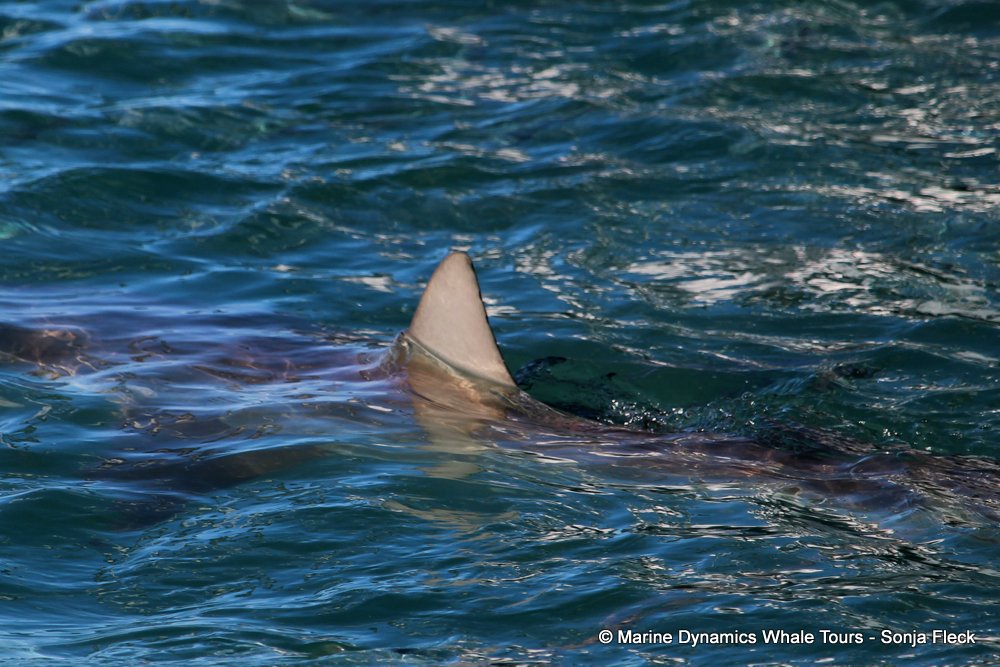 bronze whaler shark, whale watching, gansbaai, south africa,