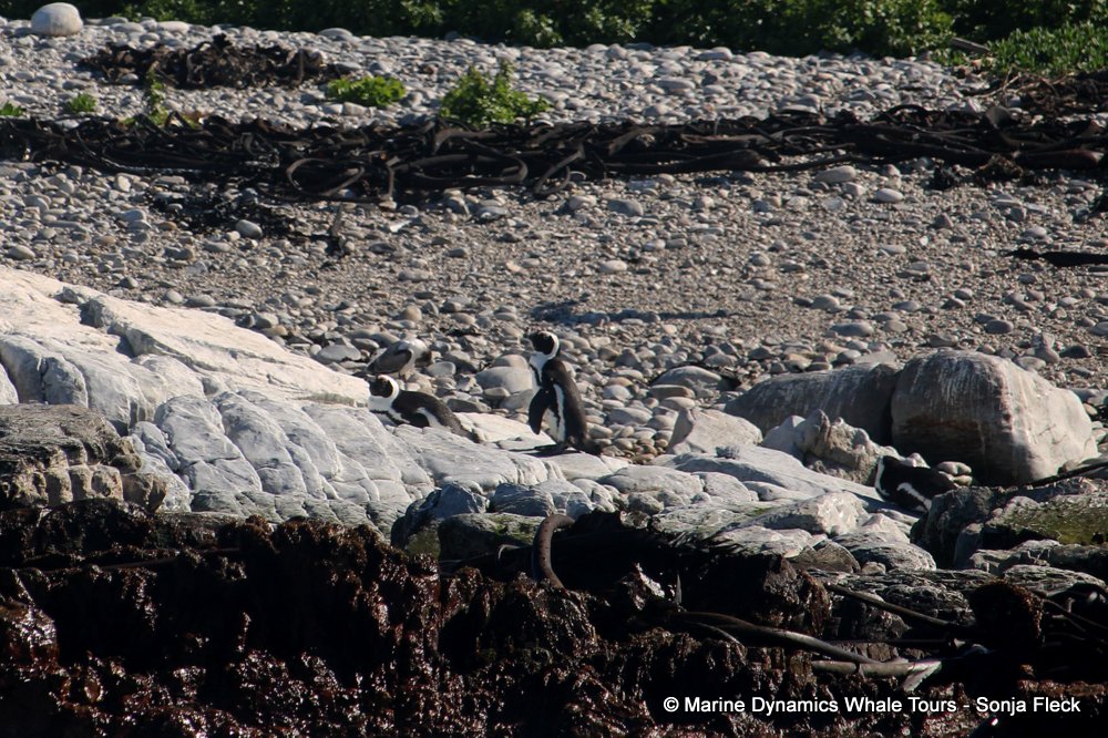 african penguin, whale watching, gansbaai, south africa