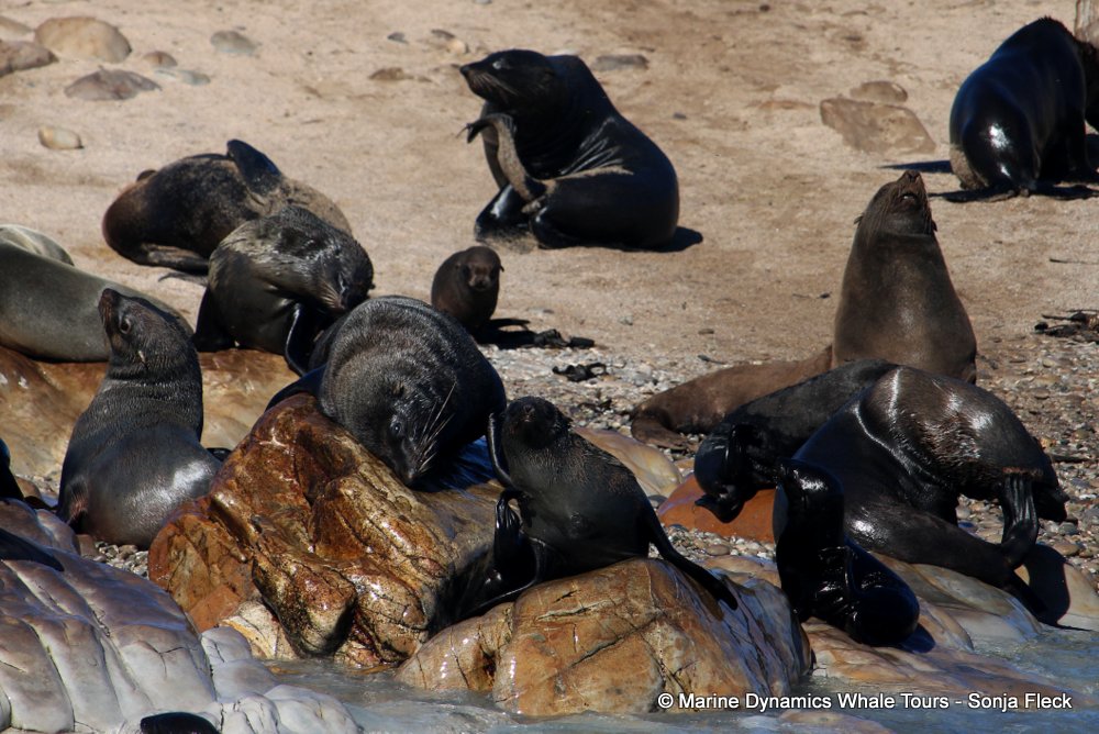 cape fur seal, whale watching, gansbaai, south africa