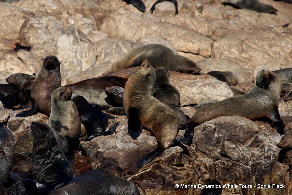 cape fur seal, whale watching, gansbaai, south africa