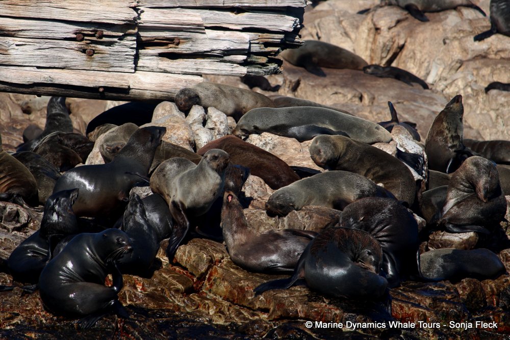 cape fur seal, whale watching, gansbaai, south africa