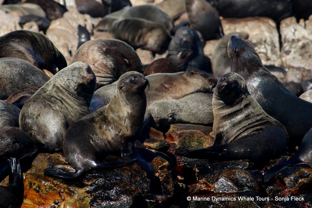cape fur seal, whale watching, gansbaai, south africa