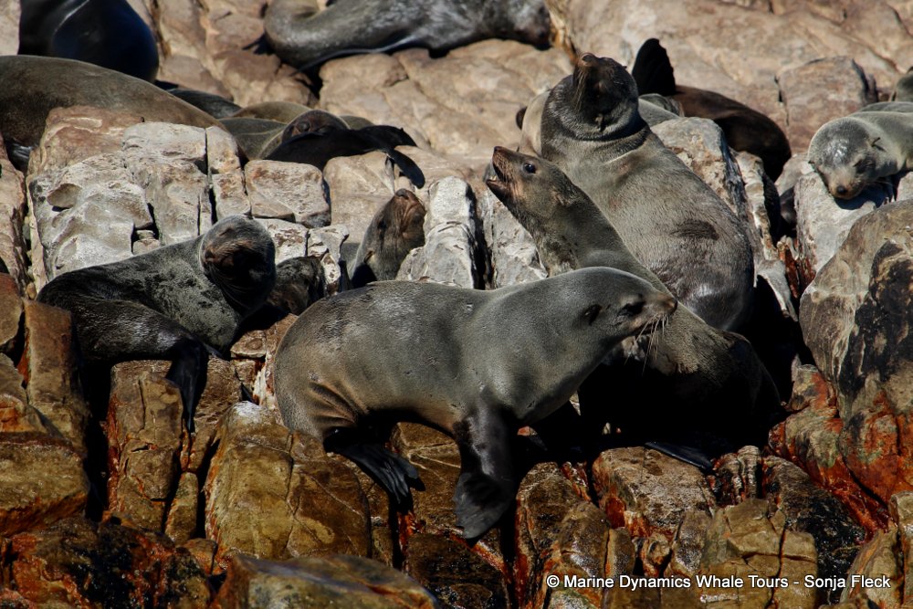 cape fur seal, whale watching, gansbaai, south africa