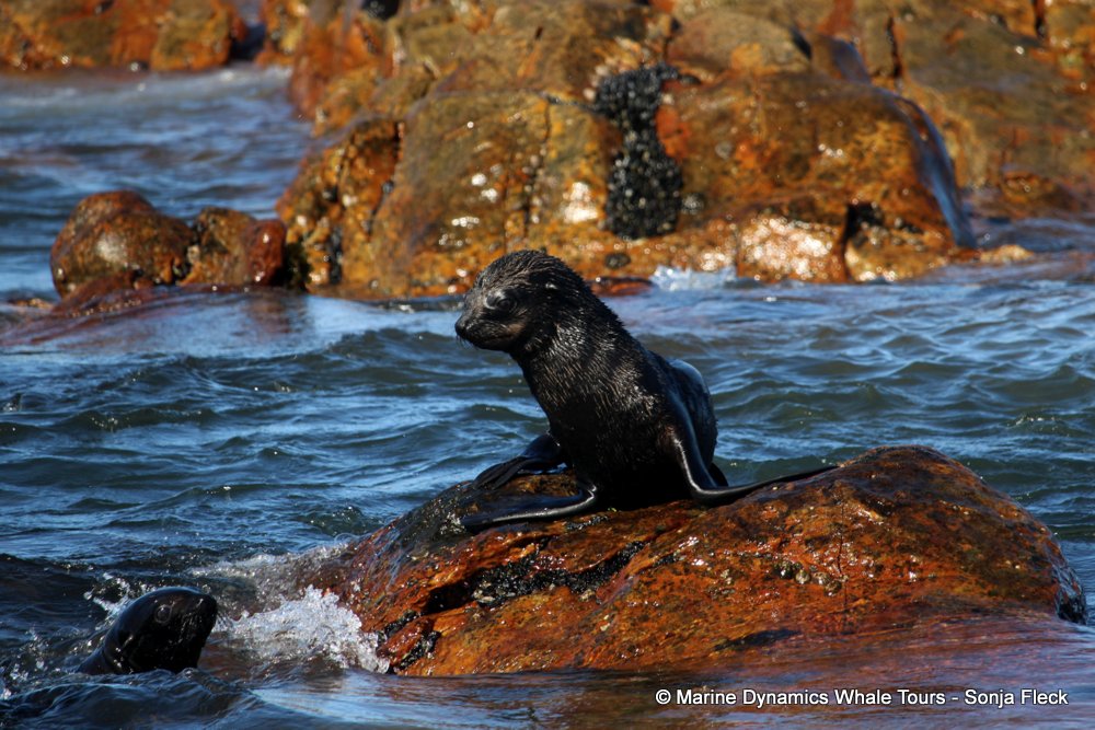 cape fur seal, whale watching, gansbaai, south africa