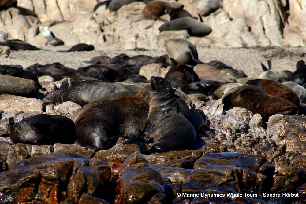 cape fur seal, whale watching, gansbaai, south africa