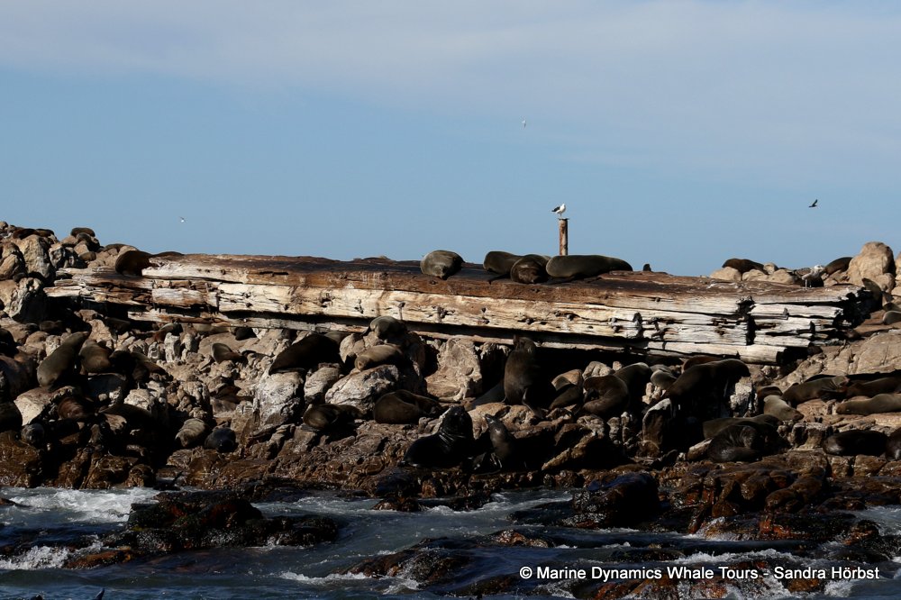 cape fur seal, whale watching, gansbaai, south africa