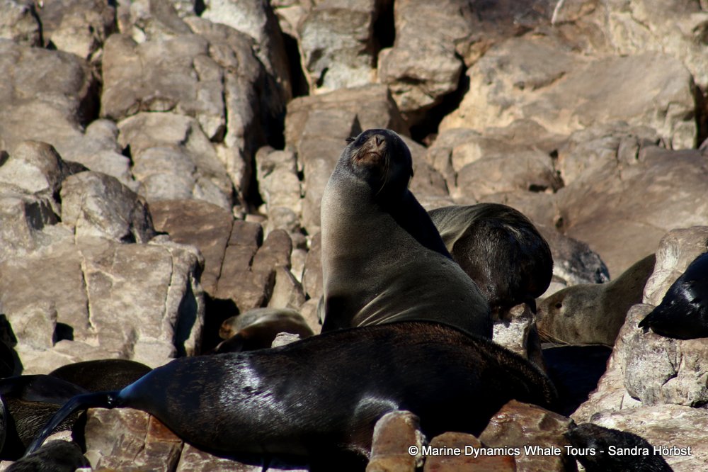 cape fur seal, whale watching, gansbaai, south africa