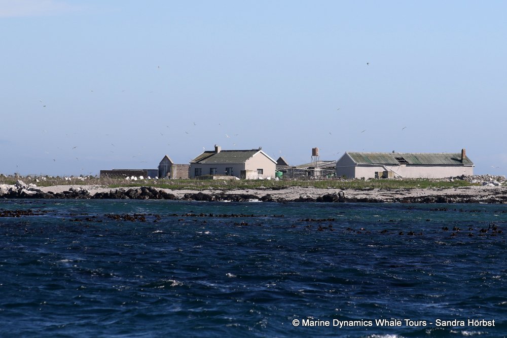 Dyer Island, whale watching, gansbaai, south africa,
