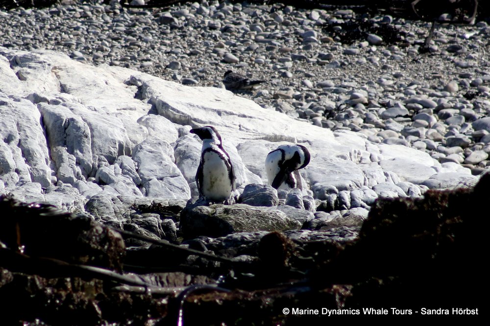 african penguin, whale watching, gansbaai, south africa