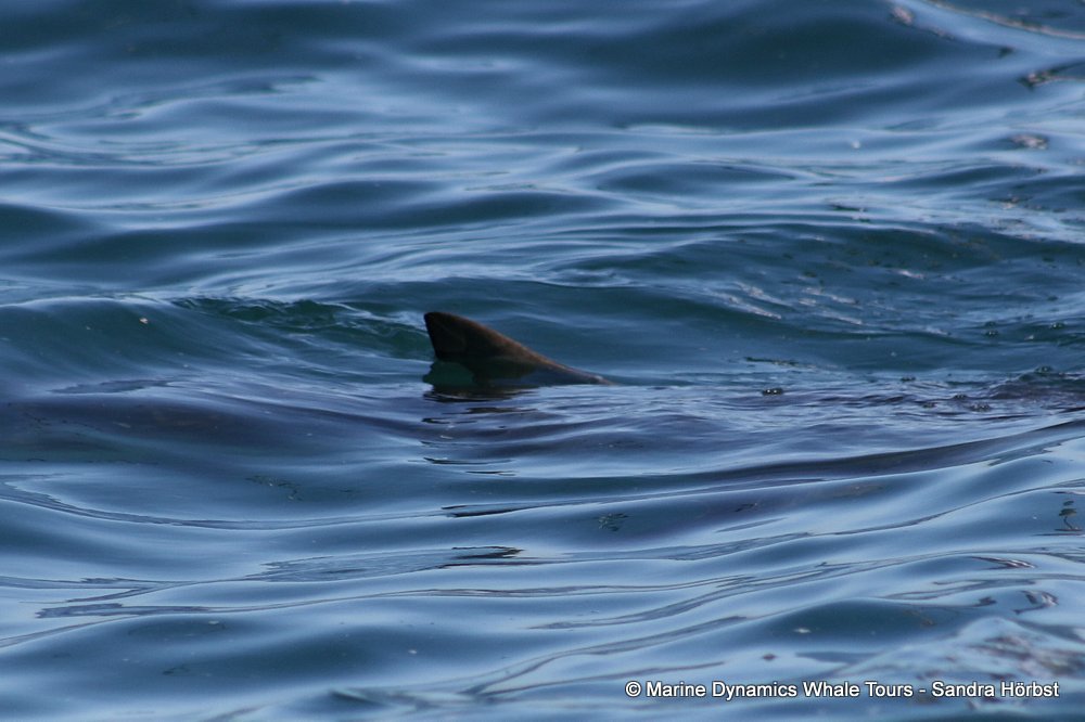 bronze whaler shark, whale watching, gansbaai, south africa,