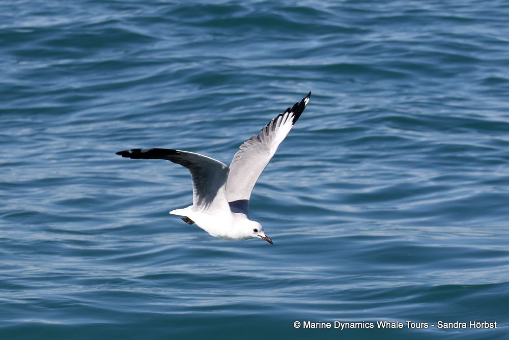 hartlaub's gull, whale watching, gansbaai, south africa