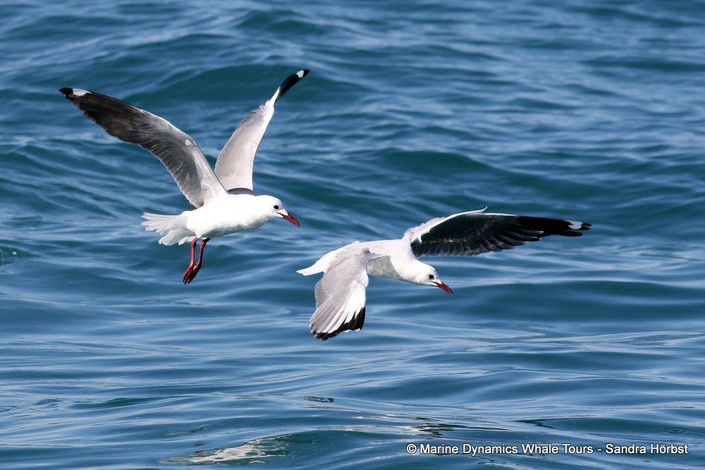 Marine Big 5 Daily Blog 25 April