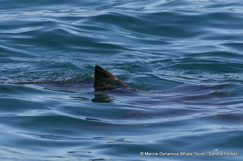 bronze whaler shark, whale watching, gansbaai, south africa,